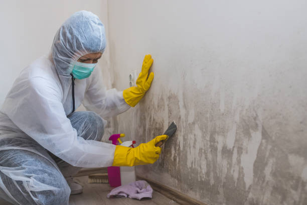 Best Comprehensive Air Testing for Mold Contaminants  in San Luis Obispo, CA